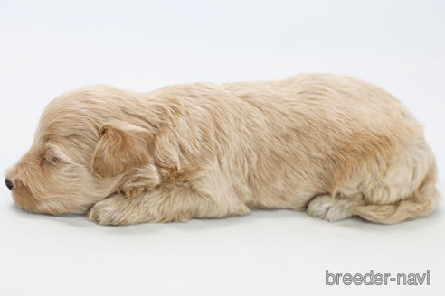 成約済の神奈川県のマルプー:マルチーズ×トイプードル-326790の2枚目